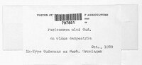 Fusicoccum ulmi image